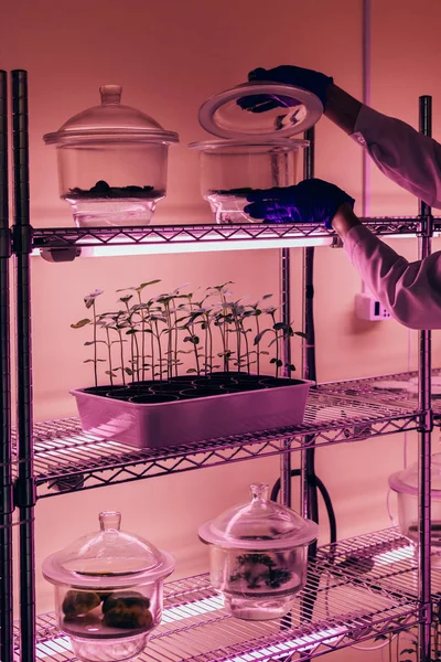 Visão parcial do cientista verificando recipiente de vidro em laboratório agro com luz ultravioleta — Fotografia de Stock