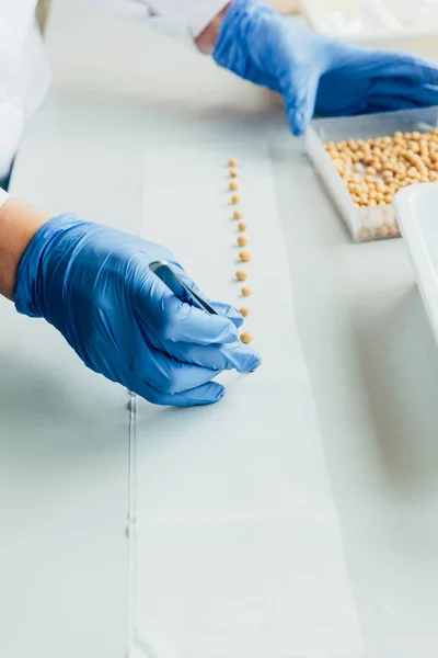 Imagen recortada de biólogo poniendo semillas en fila por pinzas en la mesa en el laboratorio moderno - foto de stock