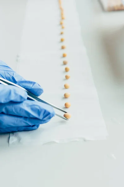Geschnittenes Bild eines Biologen, der Saatgut mit einer Pinzette am Tisch im Agrar-Labor hintereinander legt — Stockfoto