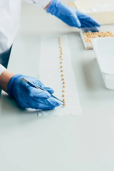 Imagen recortada de científico poniendo semillas en fila por pinzas a la mesa en agrolaboratorio - foto de stock