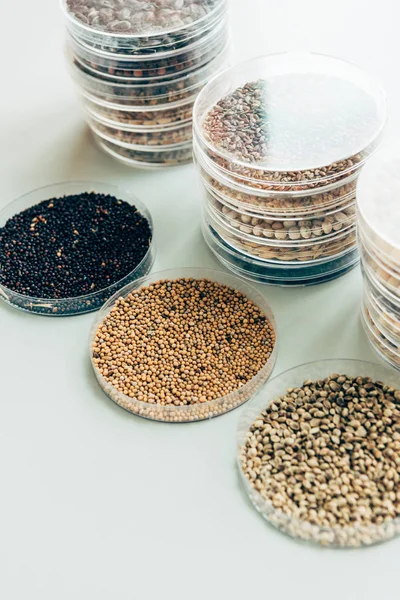 Foco seletivo de vários grãos em recipientes de plástico em laboratório agro moderno — Fotografia de Stock
