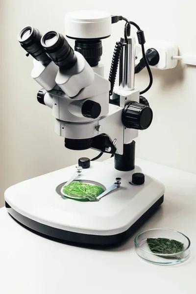 Enfoque selectivo de la hoja verde bajo el microscopio en el laboratorio de biotecnología moderna - foto de stock