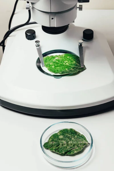 Крупним планом вид зеленого листа під мікроскопом в сучасній лабораторії біотехнологій — стокове фото