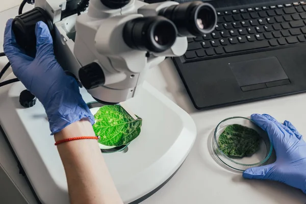 Imagen recortada del biólogo examinando la hoja verde bajo el microscopio en la mesa con el ordenador portátil en el laboratorio agro - foto de stock