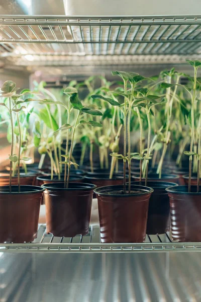 Close up view of potted sprouts in modern biotechnology laboratory — Stock Photo