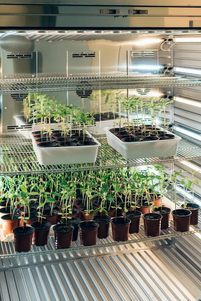 Enfoque selectivo de las plantas en macetas en el laboratorio de biotecnología moderna - foto de stock