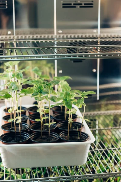Selective focus of potted sprouts in modern agro laboratory — Stock Photo