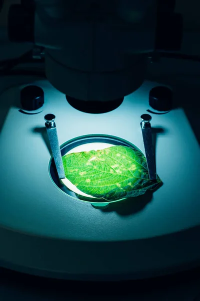 Enfoque selectivo de la hoja verde bajo el microscopio en el laboratorio agrícola moderno - foto de stock