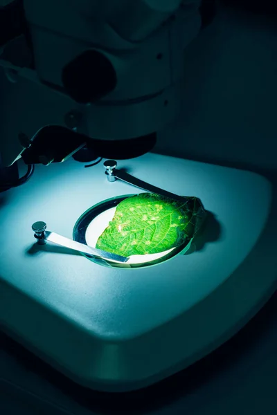 Vista ravvicinata della foglia verde al microscopio nel moderno laboratorio agro — Foto stock