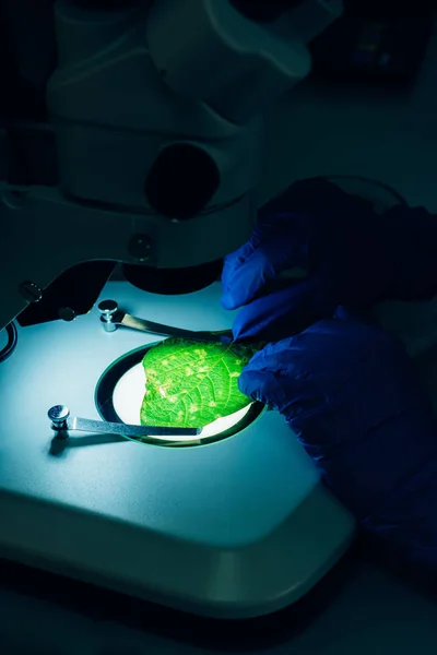 Imagen recortada del científico que examina la hoja verde bajo el microscopio en laboratorio - foto de stock