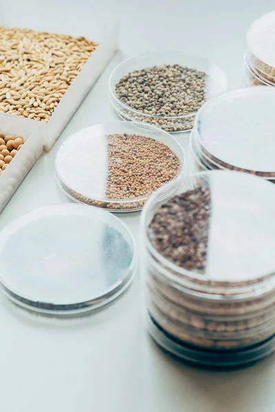 Vista de cerca de varias semillas en envases de plástico en el laboratorio de biotecnología moderna - foto de stock