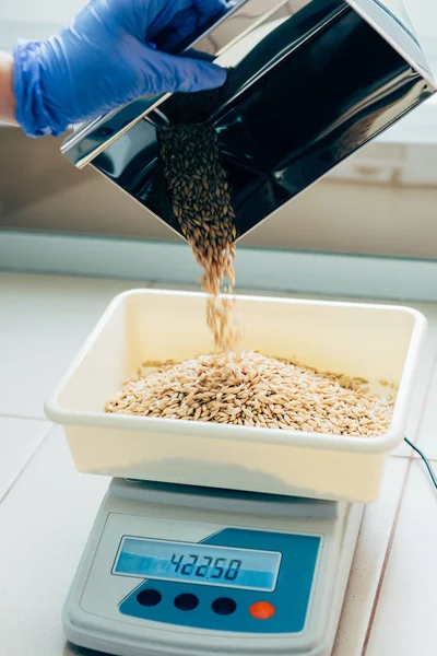 Immagine ritagliata di biologo che cosparge grani su scale in laboratorio agro — Foto stock