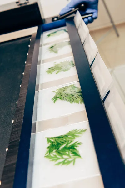 Immagine ritagliata di scienziato che lavora con erba nel laboratorio biotecnologico — Foto stock