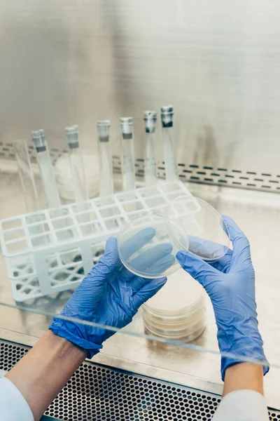 Обрезанное изображение биолога в латексных перчатках, работающего с чашками Петри в современной лаборатории — стоковое фото