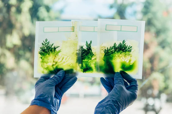 Vue partielle du scientifique en gants de latex examinant l'herbe dans des emballages dans un laboratoire agricole — Photo de stock