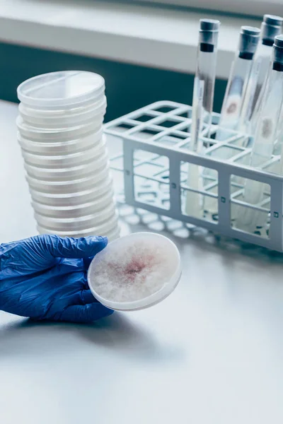 Imagen recortada del científico que trabaja con placa de Petri en laboratorio moderno - foto de stock