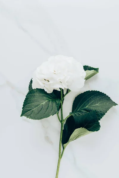 Draufsicht auf weiße Hortensienblüte mit Blättern auf Marmoroberfläche — Stockfoto