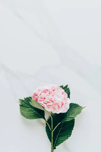 Vista superior de flor de hortensia rosa con hojas en la superficie de mármol - foto de stock