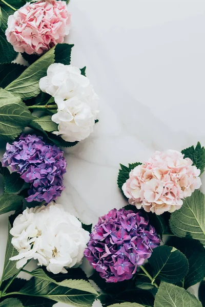 Top view of colorful hortensia flowers on marble table with copy space — Stock Photo