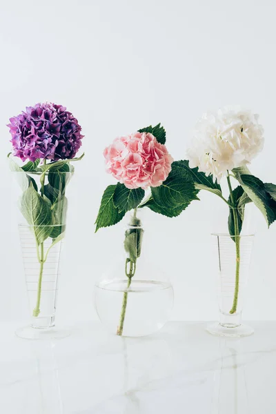 Blooming flowers of hydrangea in vases, on white — Stock Photo