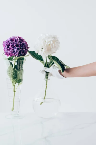 Vista recortada de la mujer poniendo flores de hortensias en jarrones, sobre blanco - foto de stock