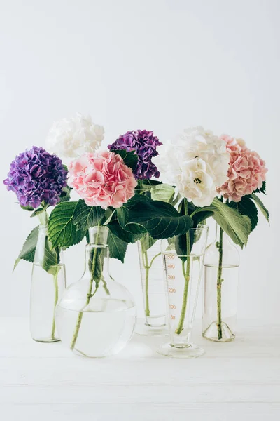 Colorful hydrangea flowers in glass vases, on white — Stock Photo