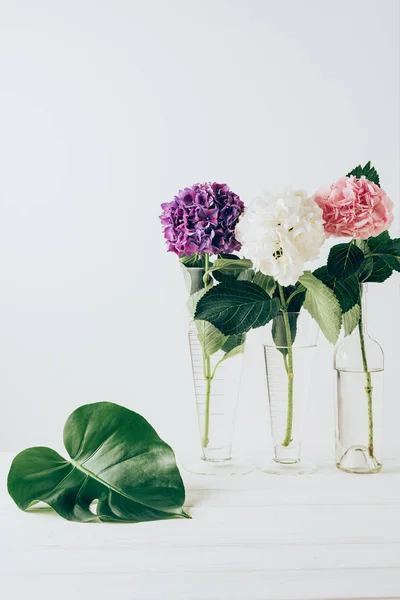 Flores de hortensias de color rosa, púrpura y blanco en jarrones de vidrio con hoja de monstera cerca, sobre blanco - foto de stock