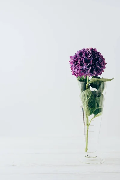 Фіолетова квітка гортензії в скляній вазі, на білому — стокове фото