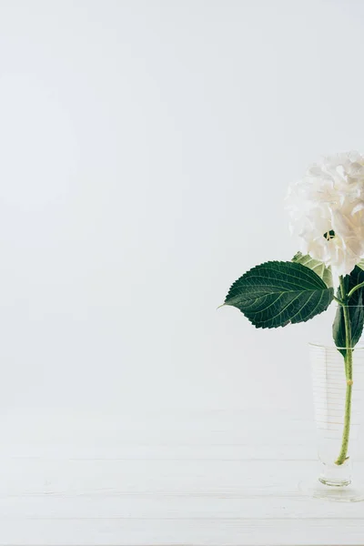 Flor florescente branca de hortênsia em vaso de vidro, em branco — Fotografia de Stock