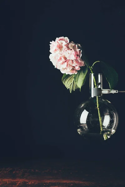 Fleur d'hortensia rose dans un vase en verre, sur noir — Photo de stock