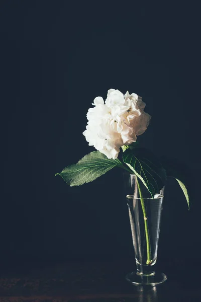 Flor blanca de hortensia en jarrón de cristal, sobre negro — Stock Photo