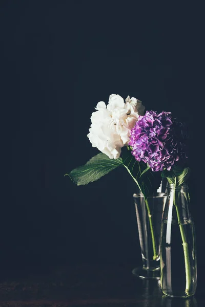 White and purple hortensia blossom in glass vases, on black — Stock Photo