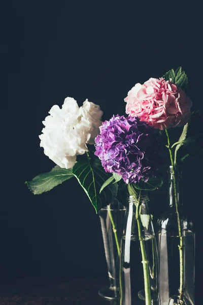 Рожева, біла і фіолетова гортензія цвітуть у скляних вазах, на чорному — стокове фото