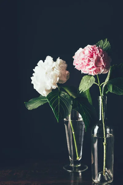 Fiori di ortensia rosa e bianca in vasi di vetro, su nero — Foto stock