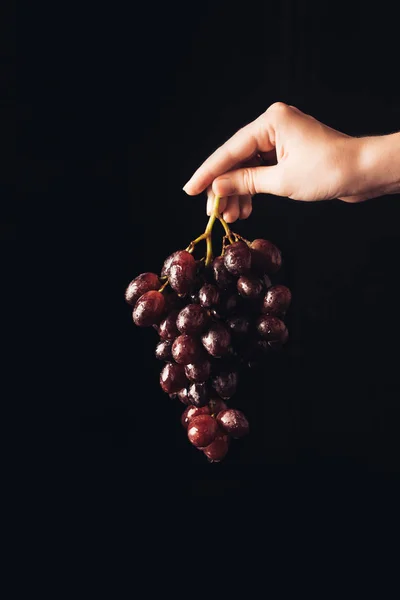 Tiro cortado de pessoa segurando uvas frescas de suco maduro isolado em preto — Fotografia de Stock