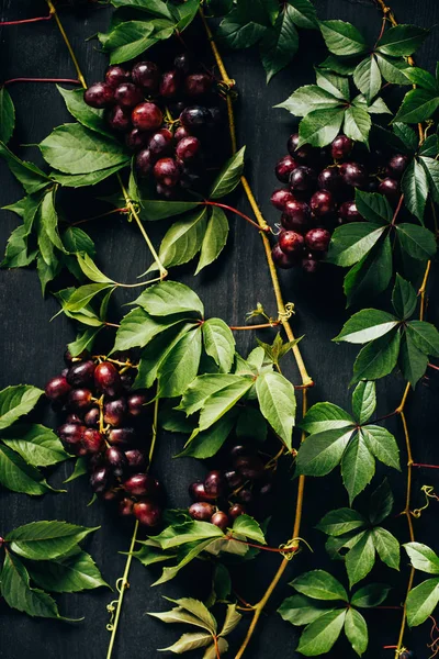 Vista superior de uvas rojas jugosas maduras y hojas verdes en la superficie de madera negra - foto de stock