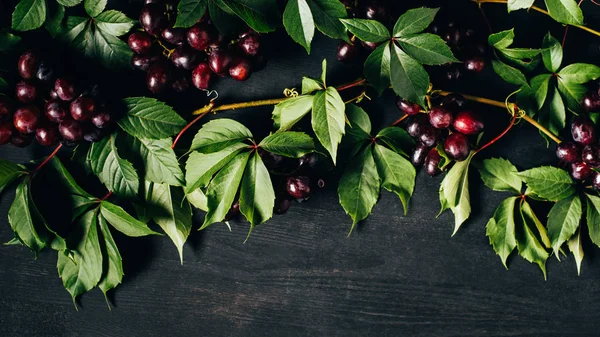 Draufsicht auf reife frische Trauben und grüne Blätter auf schwarzem Holzhintergrund — Stockfoto
