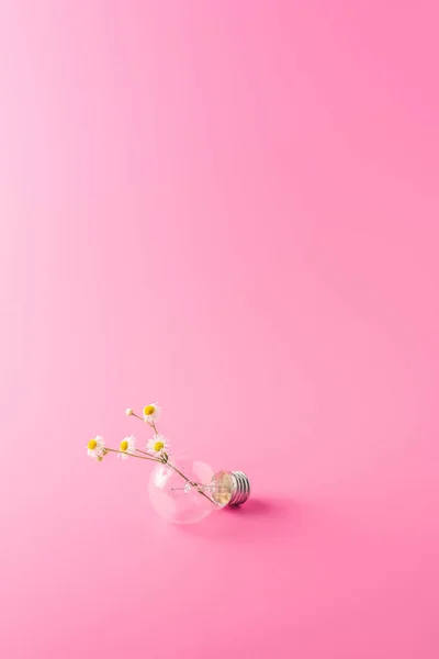 Close-up view of light bulb with beautiful chamomiles on pink — Stock Photo