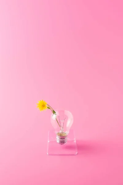 Close-up view of light bulb with beautiful yellow flower on pink — Stock Photo