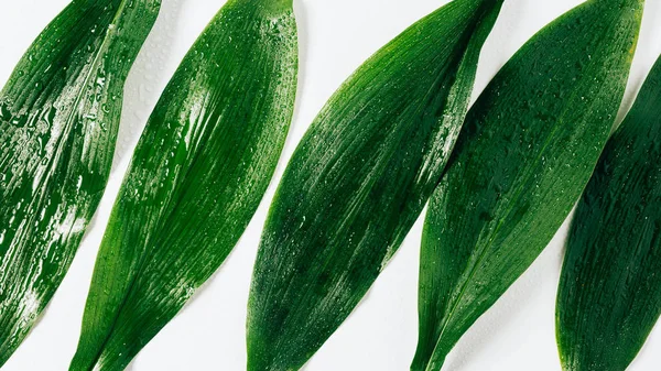 Top view of green leaves with water drops on white background — Stock Photo