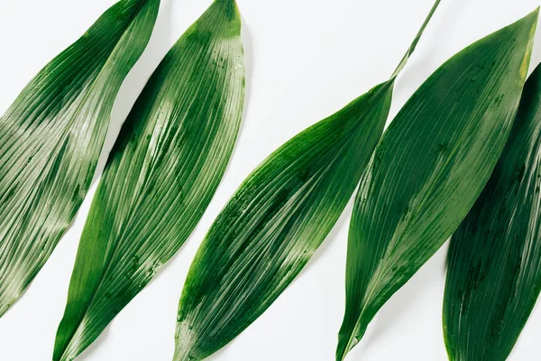 Top view of green foliage with water drops on white background — Stock Photo