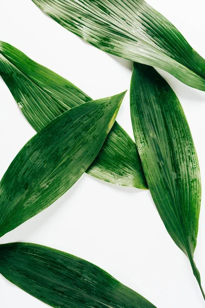 Vista superior da folhagem verde com gotas de água sobre fundo branco — Fotografia de Stock