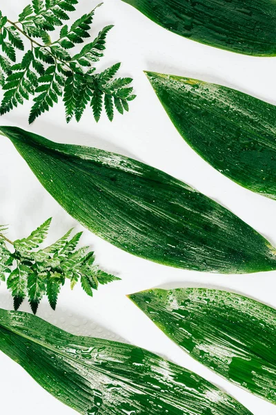 Flat lay with assorted green foliage with water drops on white backdrop — Stock Photo