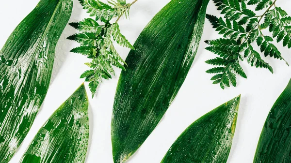 Deitado plano com folhagem verde variada com gotas de água no fundo branco — Fotografia de Stock