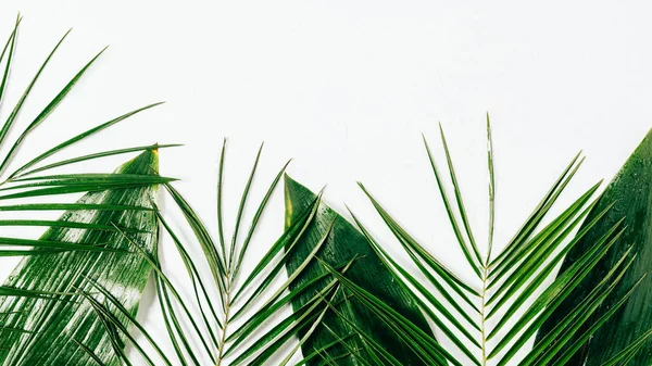 Deitado plano com folhagem verde variada com gotas de água no fundo branco — Fotografia de Stock