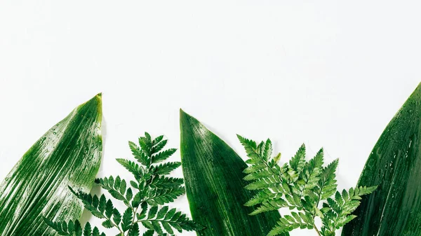 Flat lay with assorted wet green foliage on white backdrop — Stock Photo