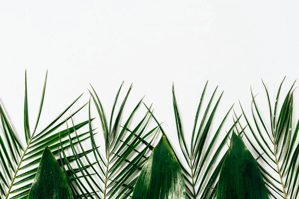 Flache Lage mit sortiertem grünen Laub auf weißem Hintergrund — Stockfoto