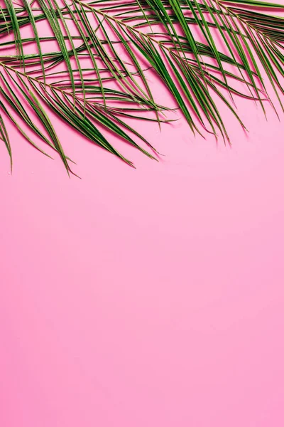 Flat lay with green palm leaves on pink backdrop — Stock Photo