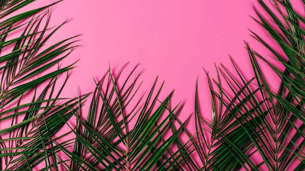 Top view of exotic palm leaves arranged on pink background — Stock Photo