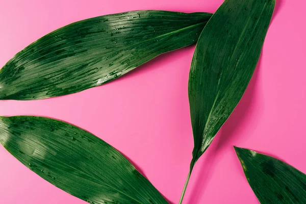 Top view of water drops on green foliage on pink background — Stock Photo